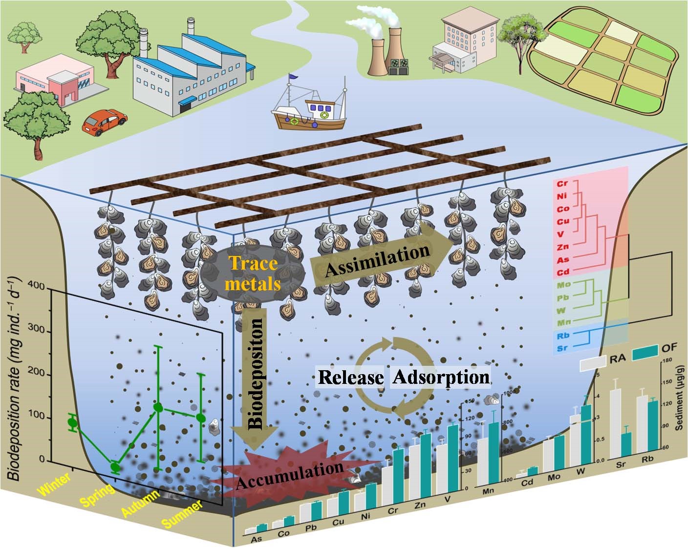 The SIO studied and revealed the mechanism of oyster biodeposition promoting the accumulation of tra