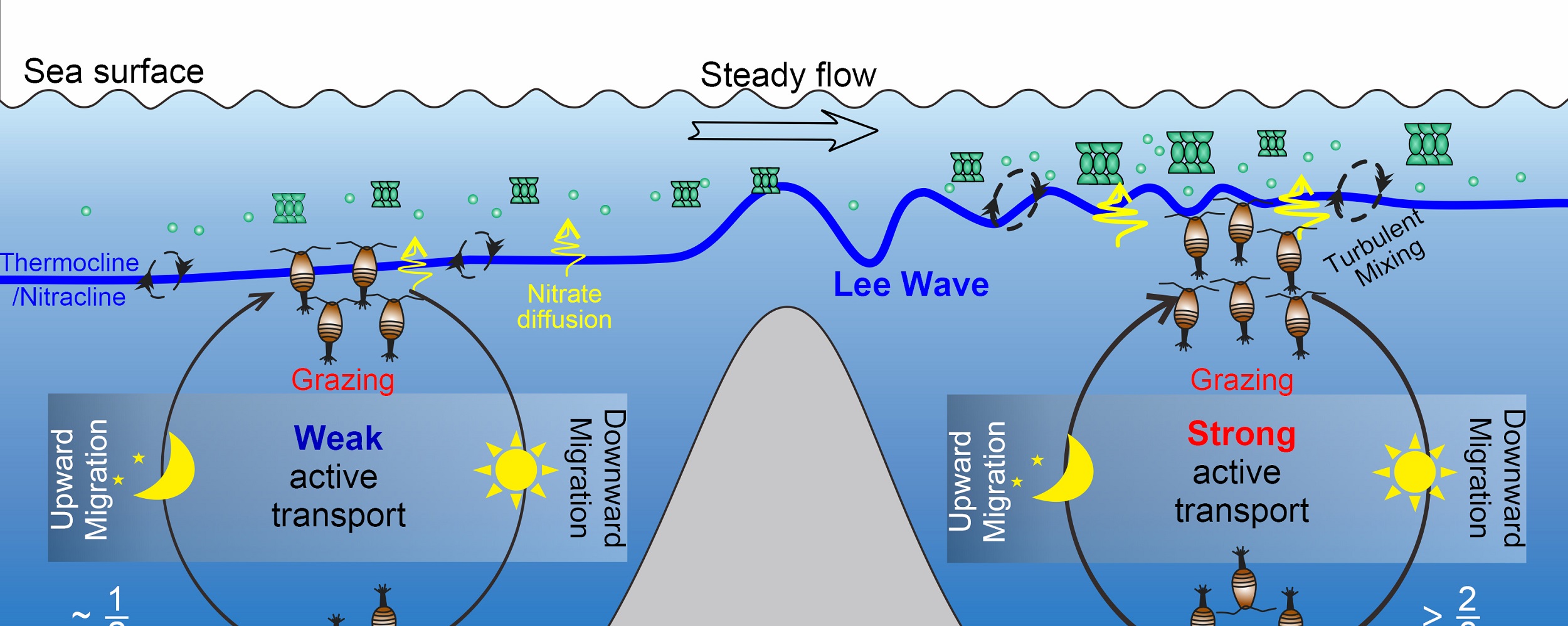The SIO published a paper on Science Advances to reveal the formation mechanism of seamount ecological oasis in oligotrophic areas